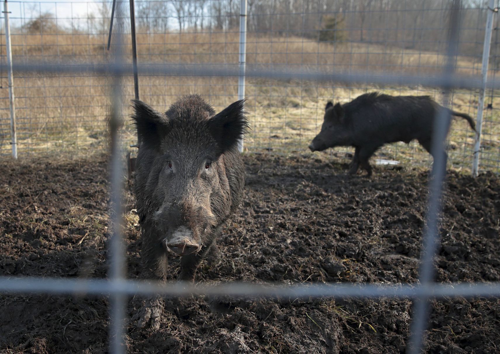 Controlling Missouri's feral hog population